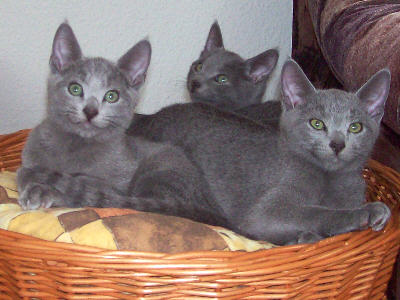 Kätzchen im August 2007